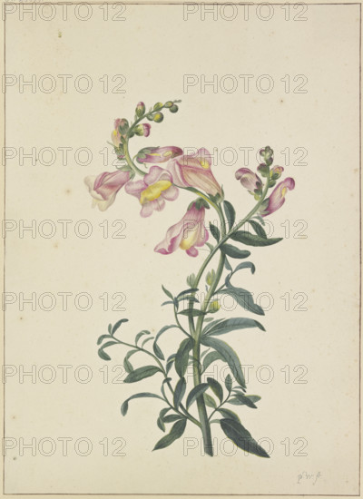 A snapdragon, c1674-1698. Creator: Pieter Withoos.