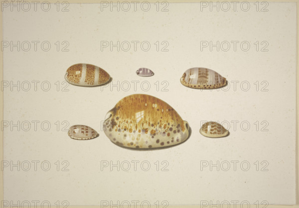 Six shells, including a large yellow one, 17th century. Creator: D Hogh.