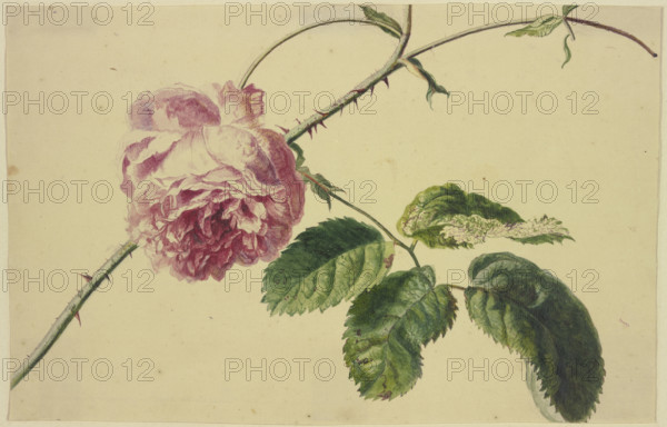 A rose, c1710-1749. Creator: Jan van Huysum.