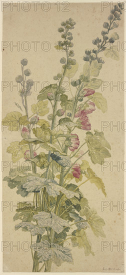 Rosella, c1710-1749. Creator: Jan van Huysum.