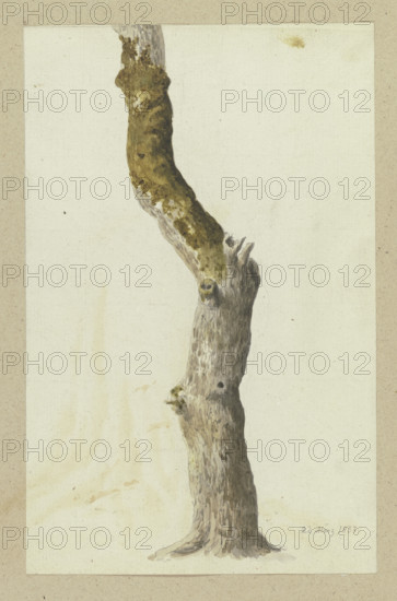 Moss-covered tree trunk, 1837. Creator: Carl Theodor Reiffenstein.