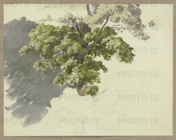 Tree in the wind, c1840-1890. Creator: Carl Theodor Reiffenstein.
