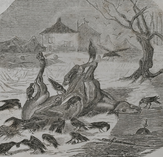 Franco-Prussian War (1870-1871): Crows tearing the carcass of a horse, 1870.  Creator: Unknown.