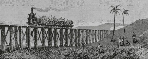Sugar cane production, Mackay, Eastern coast of Queensland, Australia, 1883.  Creator: Unknown.