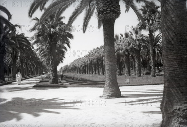 Parc Lyautey, Casablanca, Morocco, c1955.  Creator: Arthur Charles Kirby Ware.