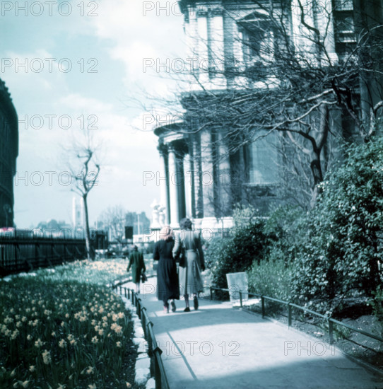 Daffodils in St Paul's Cathedral Churchyard, London, c1955. Creator: Arthur Charles Kirby Ware.
