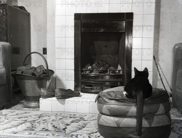 Cat in front of a coal fire, c1955. Creator: Arthur Charles Kirby Ware.