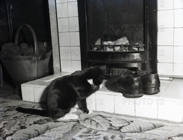 Cat in front of a coal fire, c1955. Creator: Arthur Charles Kirby Ware.
