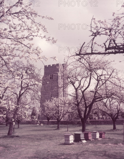 Cherry blossom, Newington, Kent, c1955.  Creator: Arthur Charles Kirby Ware.