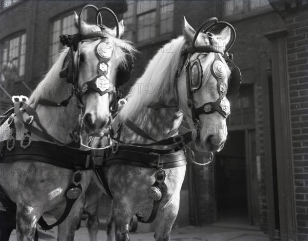 Grey horses, London, c1953.  Creator: Arthur Charles Kirby Ware.