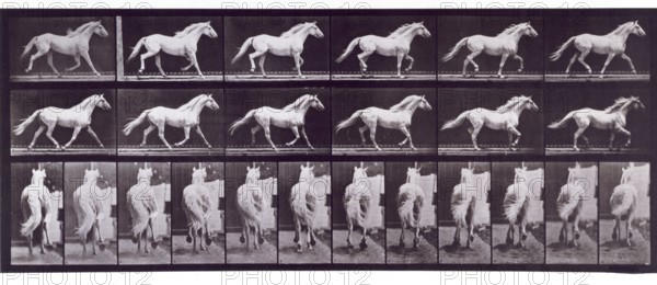 Trotting free, 1872-1885.  Creator: Eadweard J Muybridge.