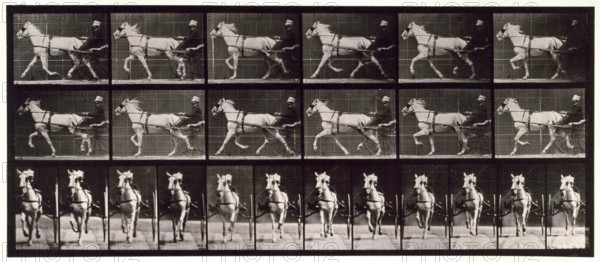 Trotting, 1872-1885.  Creator: Eadweard J Muybridge.