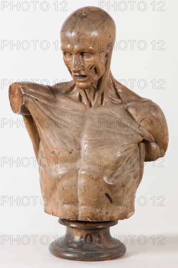 Écorché au bras tendu [Head and torso only], 1767. Creator: Unknown.