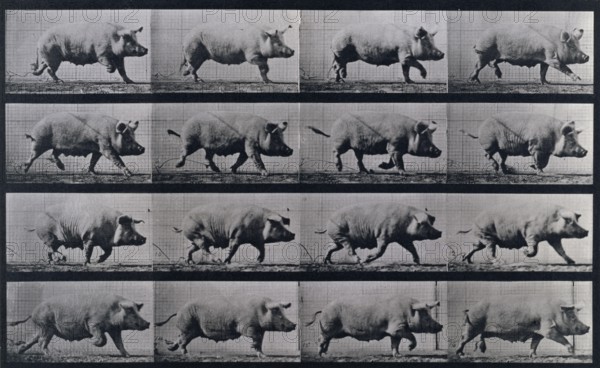 Sow trotting, 1872-1885.   Creator: Eadweard J Muybridge.
