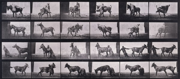 Mule, 1872-1885.  Creator: Eadweard J Muybridge.