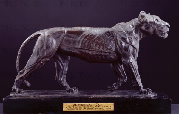 Anatomical Lion, 1897-99. Creator: Briton Riviere.