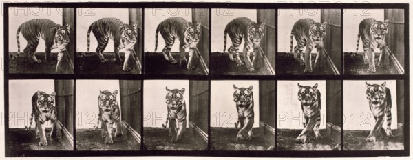 Tigress, 1872-1885.  Creator: Eadweard J Muybridge.