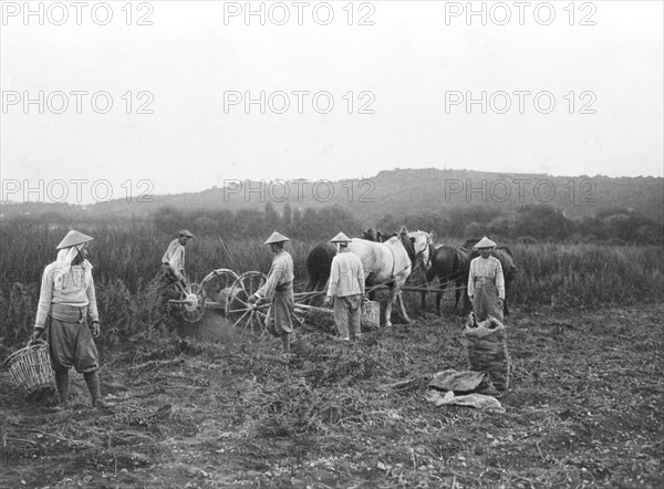 Tirailleurs Indochinois travaillant dans les champs français en 1916