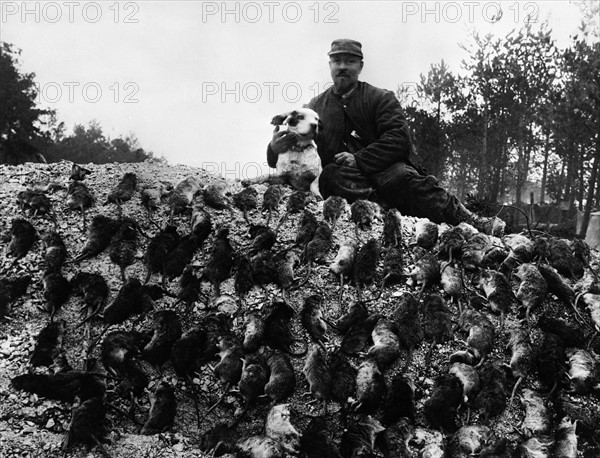 TRANCHEE ENVAHIE PAR DES RATS - Entre 1914 et 1918, sur le front du Nord et de l'Est de la France, un poilu pose avec son chien au bord d'une tranchée jonchée de cadavres de rats. Durant la guerre de position entre 1915 et 1917 environ, les soldats creusent en effet d'interminables boyaux qui sont très rapidement infestés par les rongeurs.  Première Guerre Mondiale - Nous contacter pour la légende complète