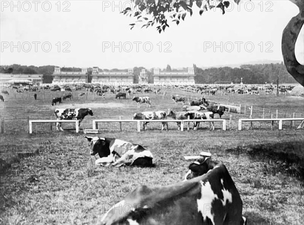 En septembre 1914 à Paris, l'hippodrome de Longchamp est transformé en pâturage improvisé pour quelques 7000 boeufs. Quelques semaines après la déclaration de guerre et la mobilisation des troupes françaises, les champs de courses de la capitale furent convertis en parcs à bestiaux pour assurer la subsistance des Parisiens dans l'éventualité d'un siège prolongé.En septembre 1914 a Paris, l'hippodrome de Longchamp est transforme en paturage improvise pour quelques 7000 boeufs. Quelques semaines apres la declaration de guerre et la mobilisation des troupes francaises, les champs de courses de la capitale furent convertis en parcs a bestiaux pour assurer la subsistance des Parisiens dans l'eventualite d'un siege prolonge.