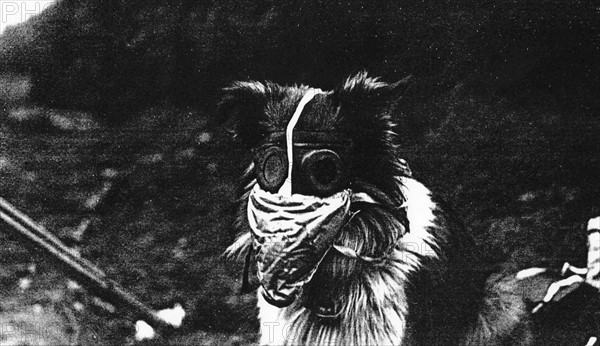 Les chiens utilisés pendant la guerre
Un chien équipé d'un masque à gaz