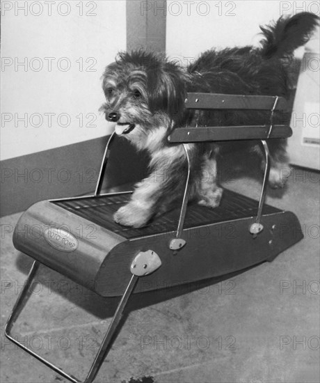 Le home-trainer pour chiens