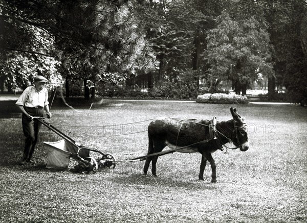 Donkey-drawn lawn mower