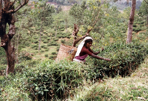 Thé, cueillette au Sri Lanka