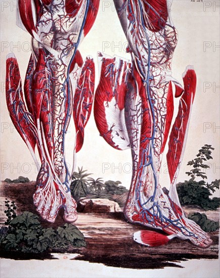 Blood, nervous and muscular system