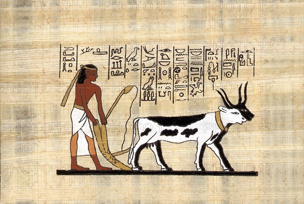 Modern Egyptian papyrus