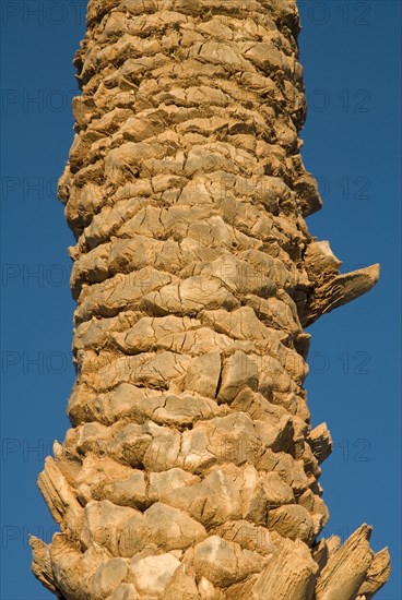 Palm tree closeup