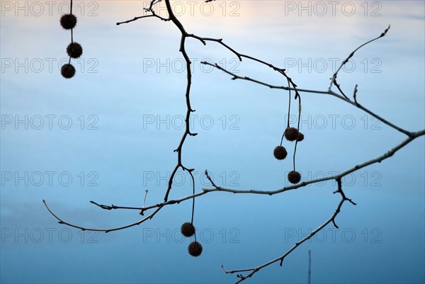 Tree branch