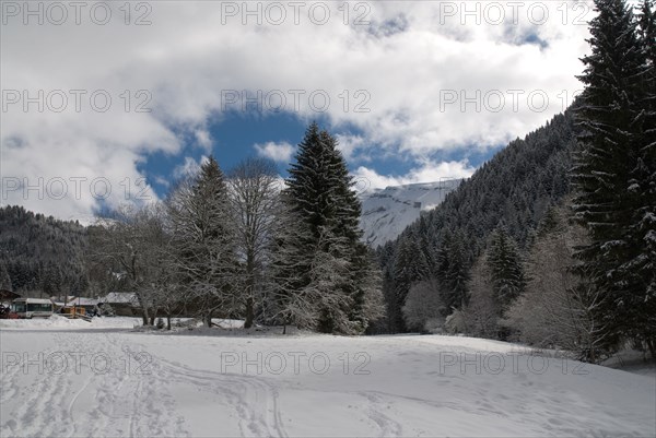 Snowy landscape