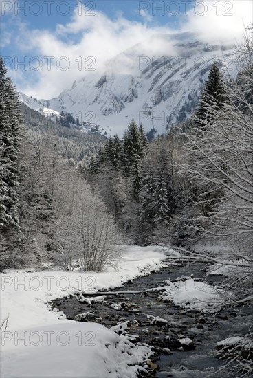 Snowy landscape