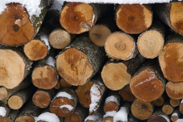 Wood logs