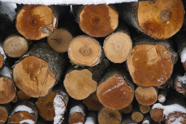 Wood logs