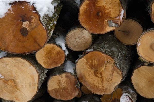 Wood logs