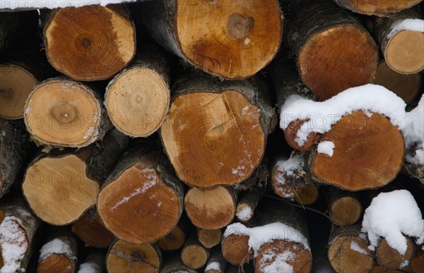 Wood logs