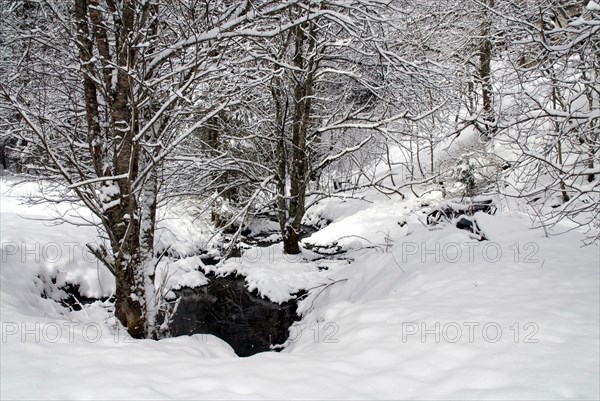 Snowy landscape