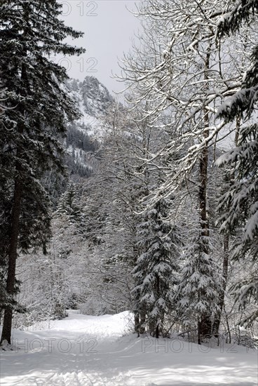 Snowy landscape