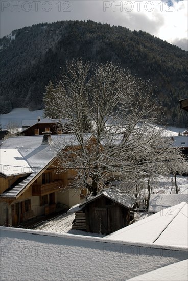 Snowy landscape
