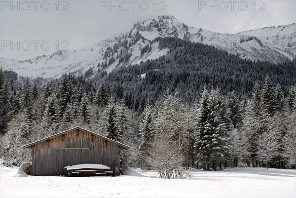 Snowy landscape