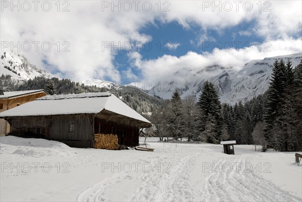 Snowy landscape