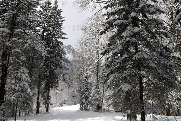 Snowy landscape
