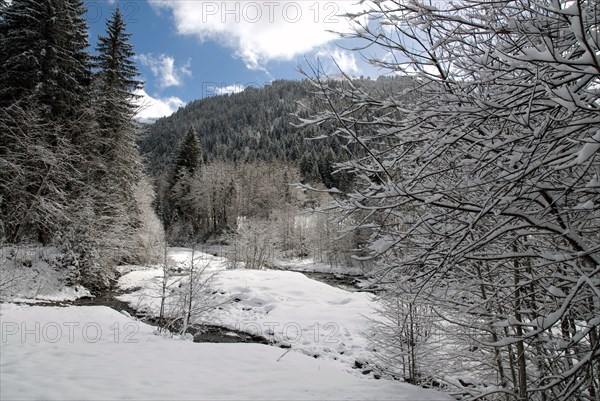 Snowy landscape