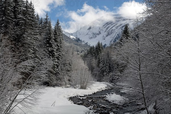 Snowy landscape