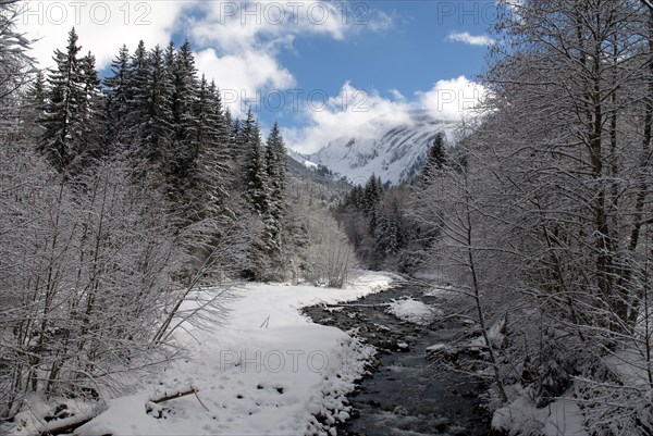 Snowy landscape