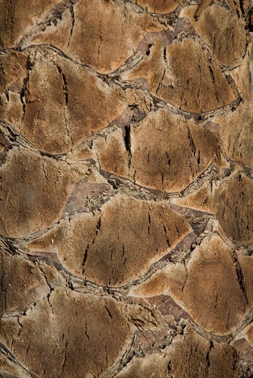 Palm tree closeup