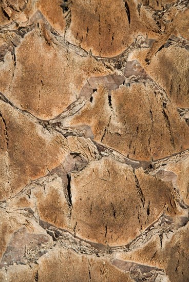 Palm tree closeup