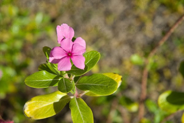 Flower, close up